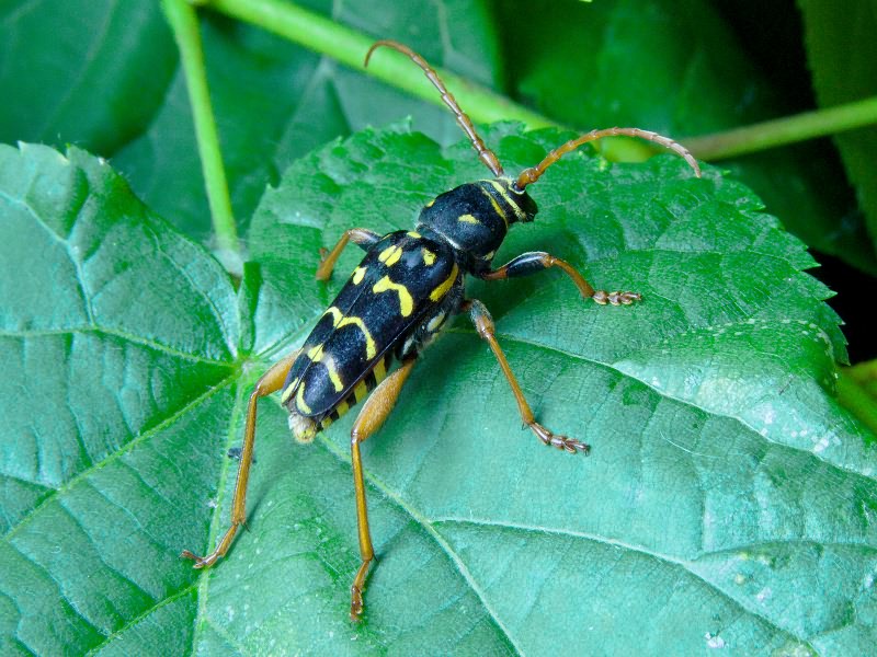 Plagionotus arcuatus (Linnaeus, 1758)